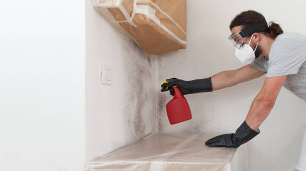 Professional Mold Remediation technician working in Chesaning, MI